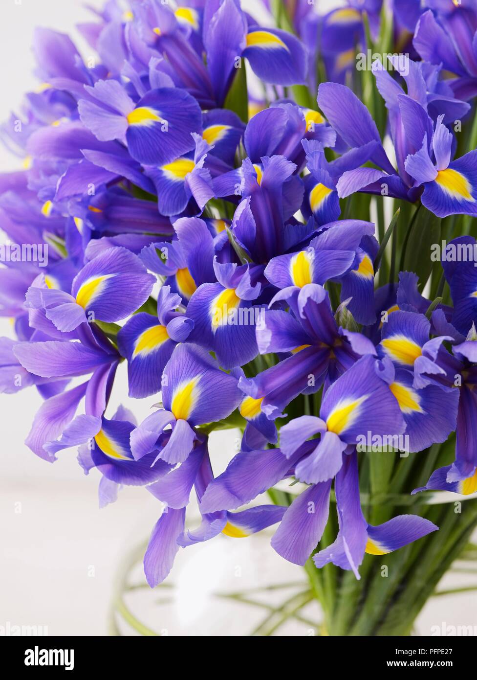 Blue irises in vase, close-up Stock Photo