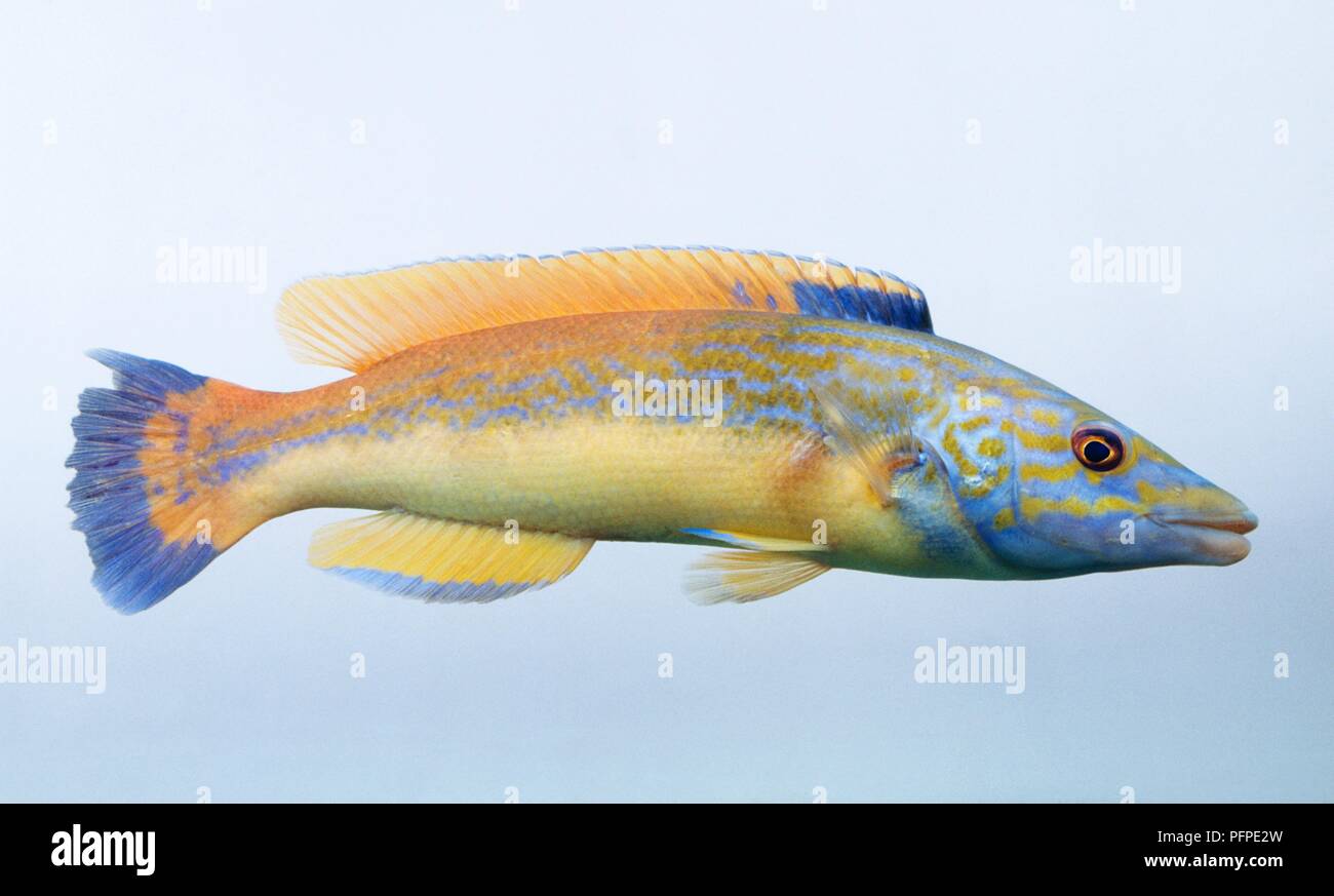 A male Cuckoo wrasse (Labrus mixtus), side view Stock Photo