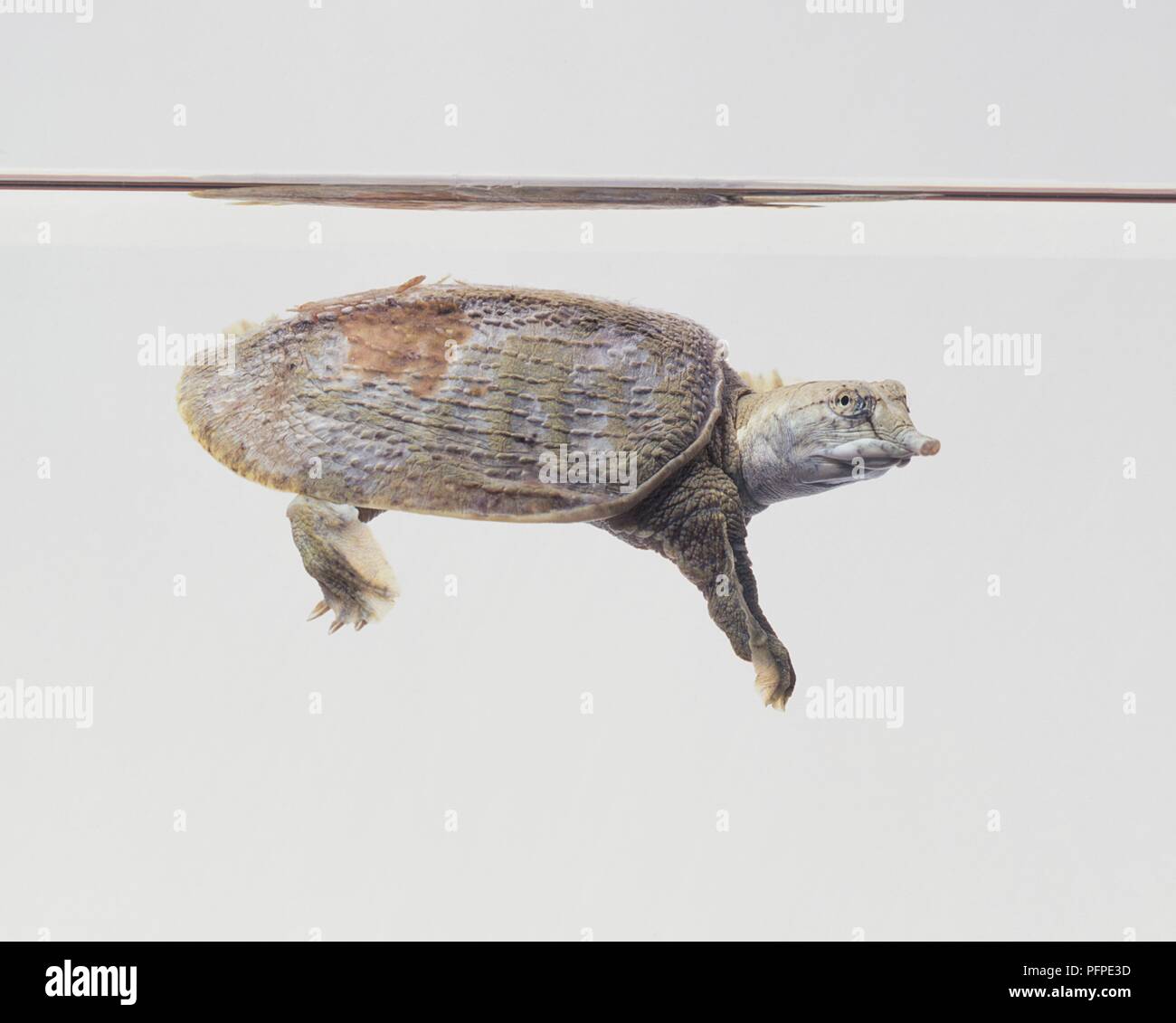 Soft-shelled turtle (Trionychidae) underwater, side view Stock Photo