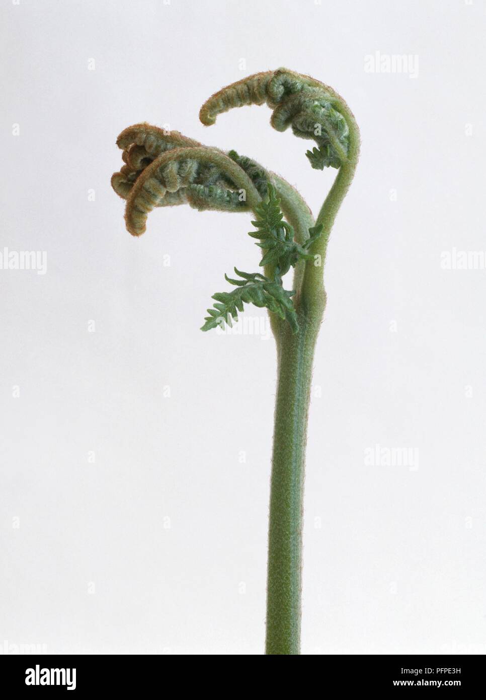 Dryopteris affinis (Scaly male fern) forming leaves, close-up Stock Photo