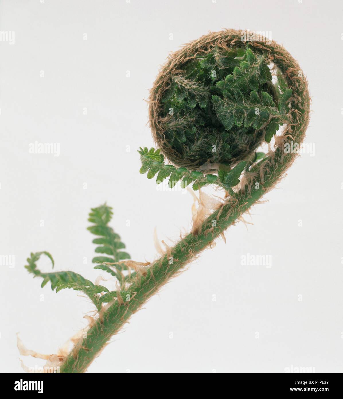 Dryopteris affinis (Scaly male fern) forming fiddlehead, close-up Stock Photo