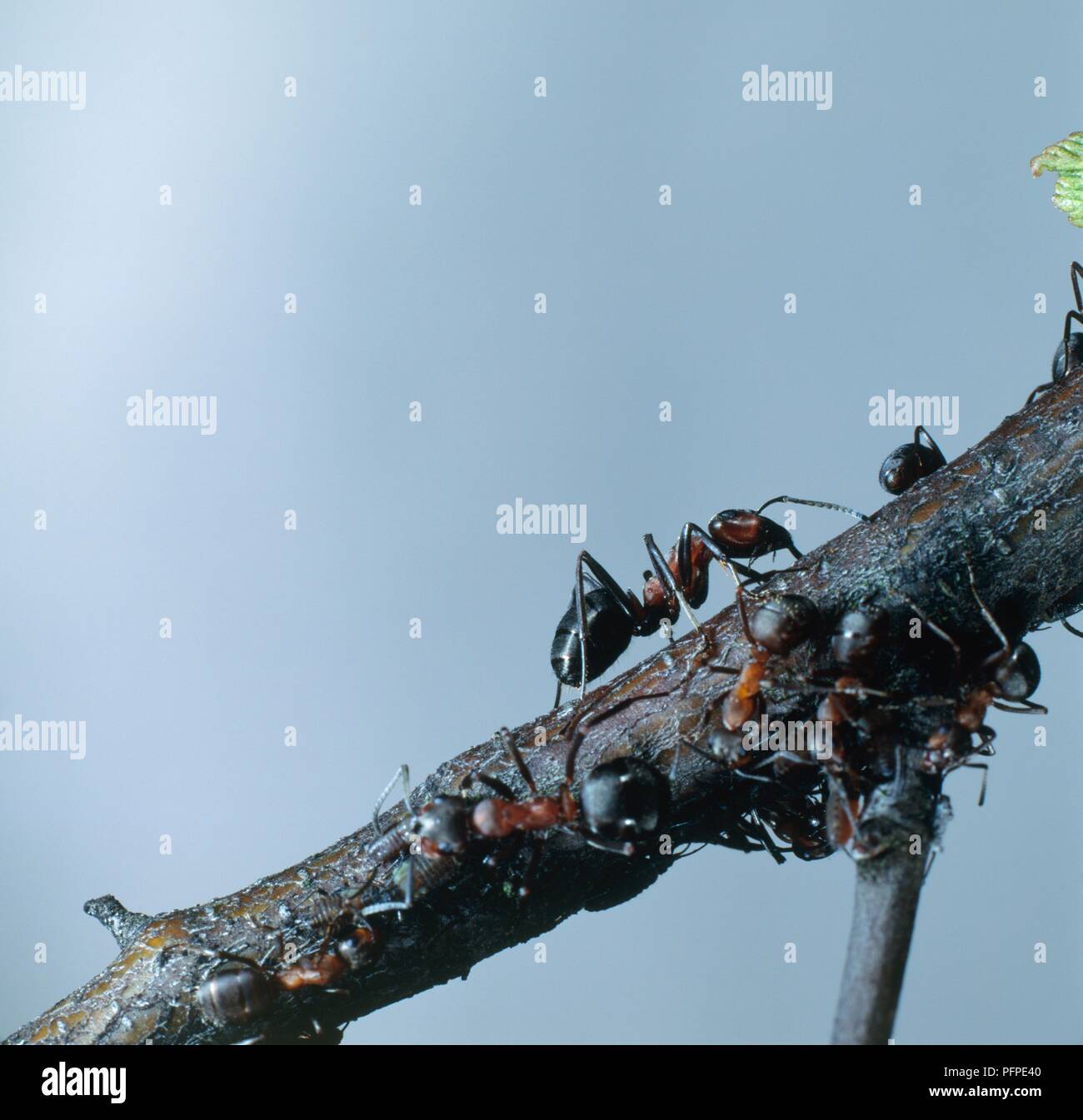 Colony of Wood ants (Formica rufa) on tree branch Stock Photo