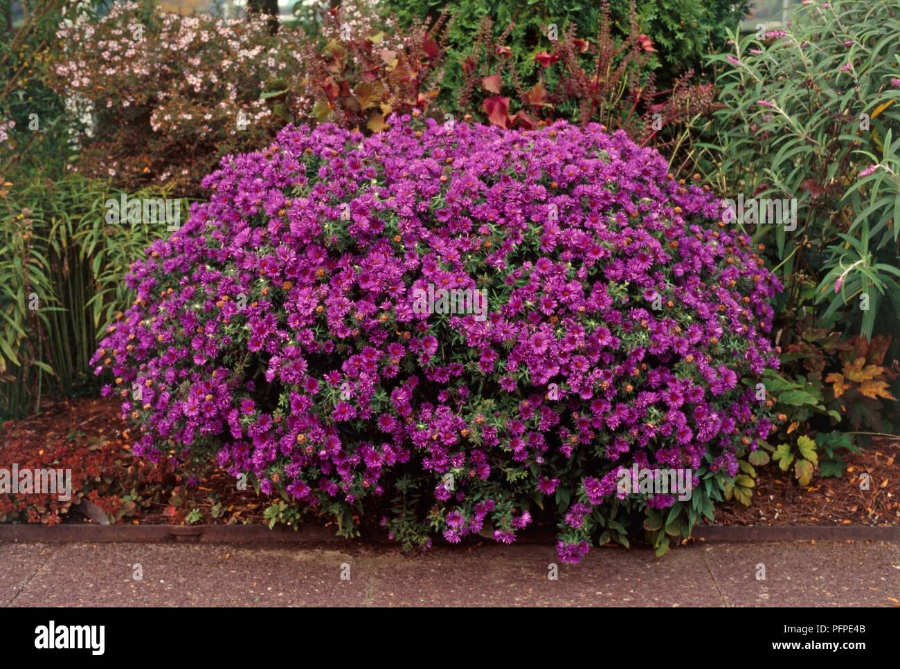 Aster novae-angliae 'Purple Dome' (New England aster) bearing purple flowers Stock Photo