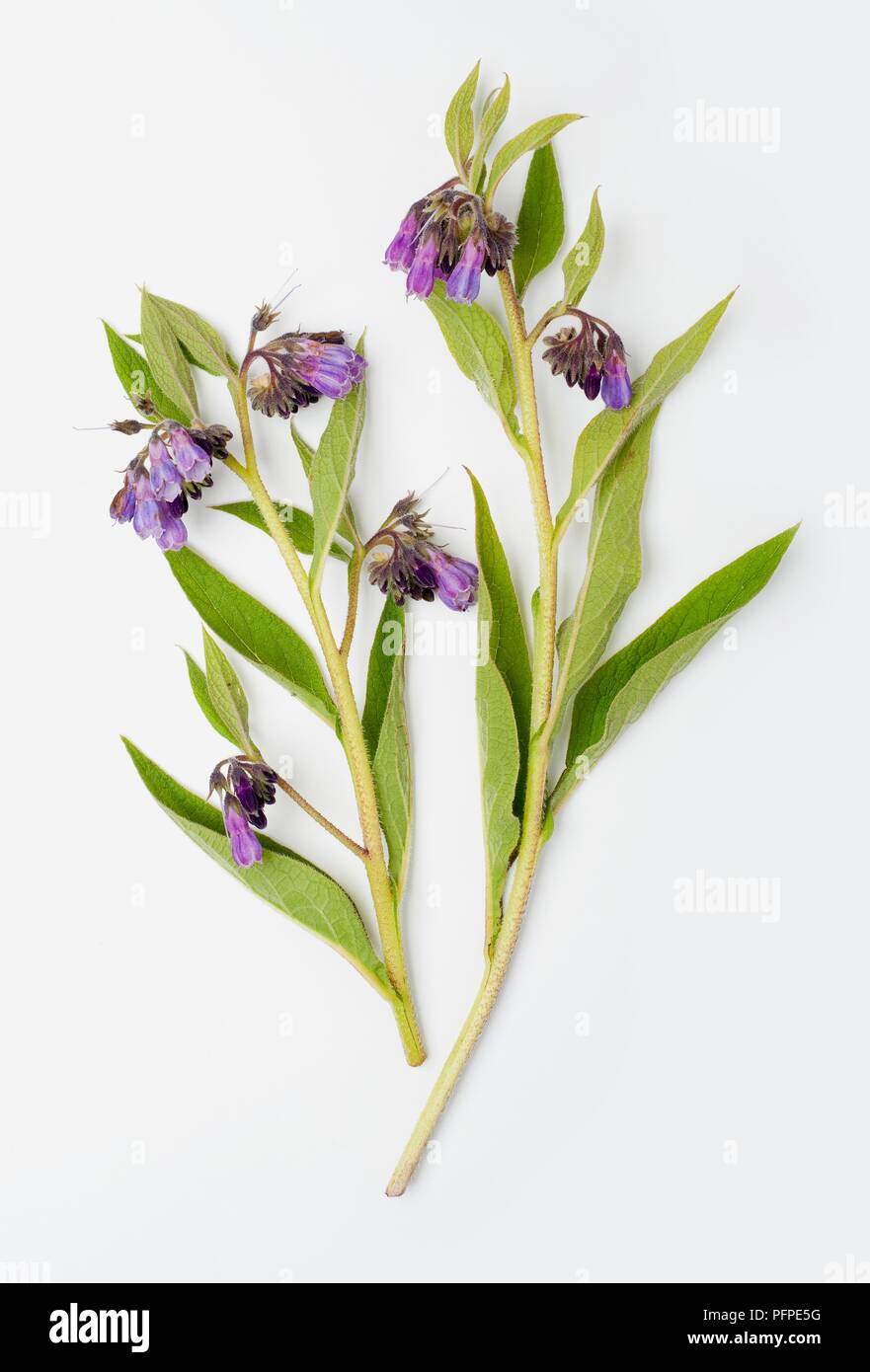 Symphytum officinale (Comfrey) stems with leaves and purple flowers Stock Photo