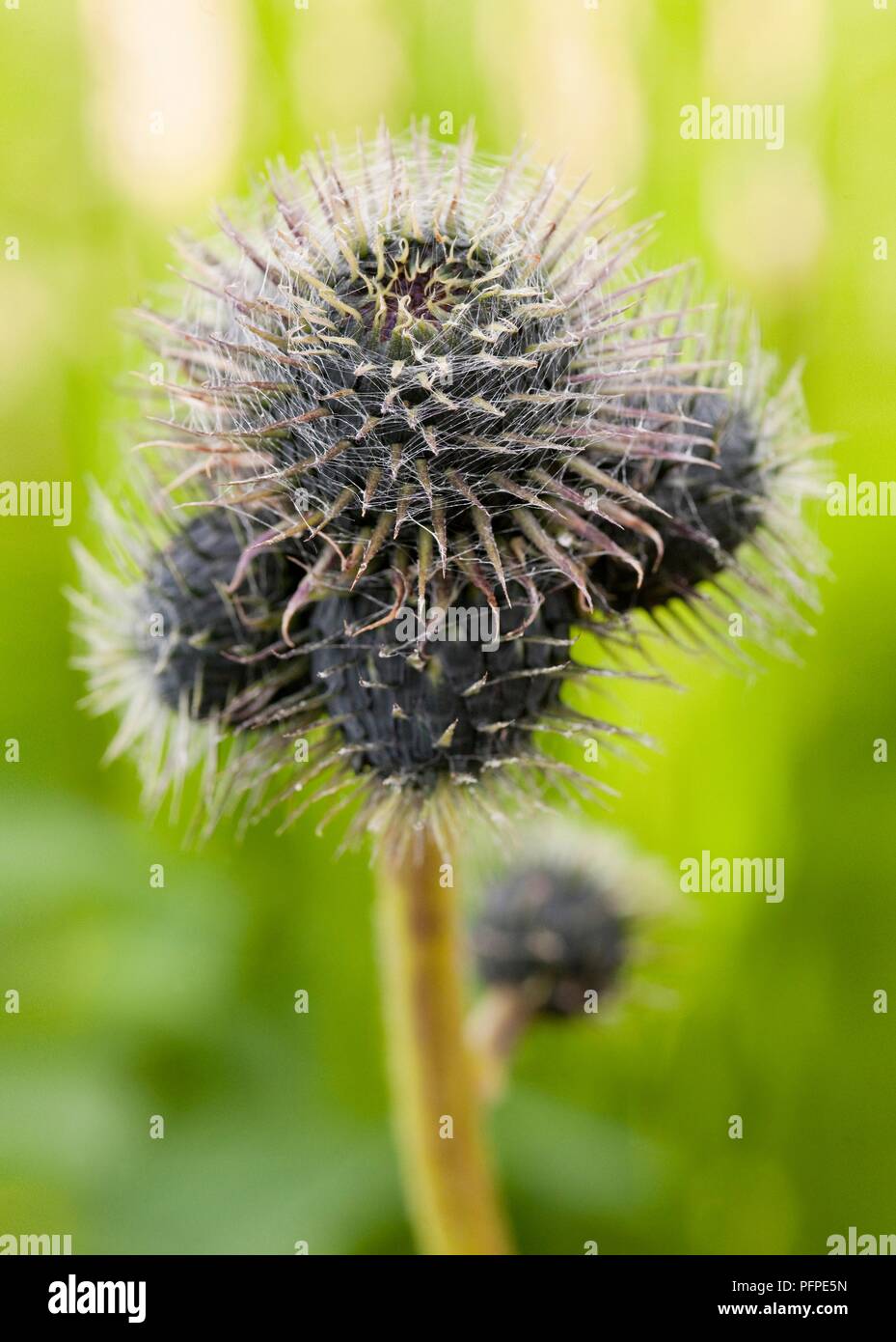 Saussurea costus, flower clusters, close-up Stock Photo