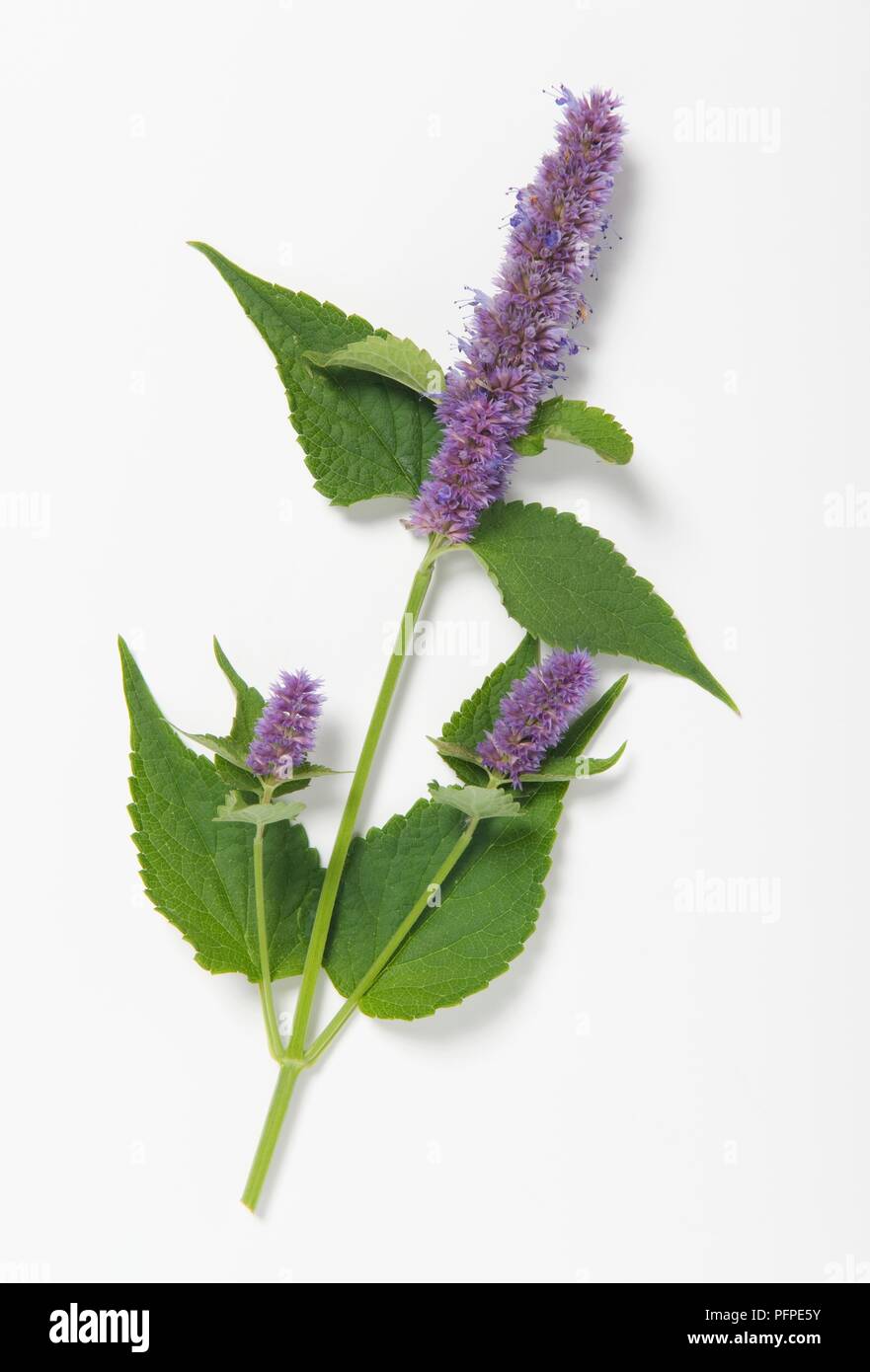 Agastache rugosa (Korean mint) leaves and purple flower spike on stem