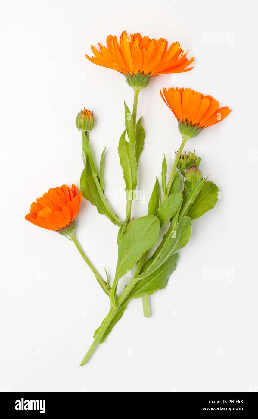 Marigold Buds High Resolution Stock Photography And Images Alamy