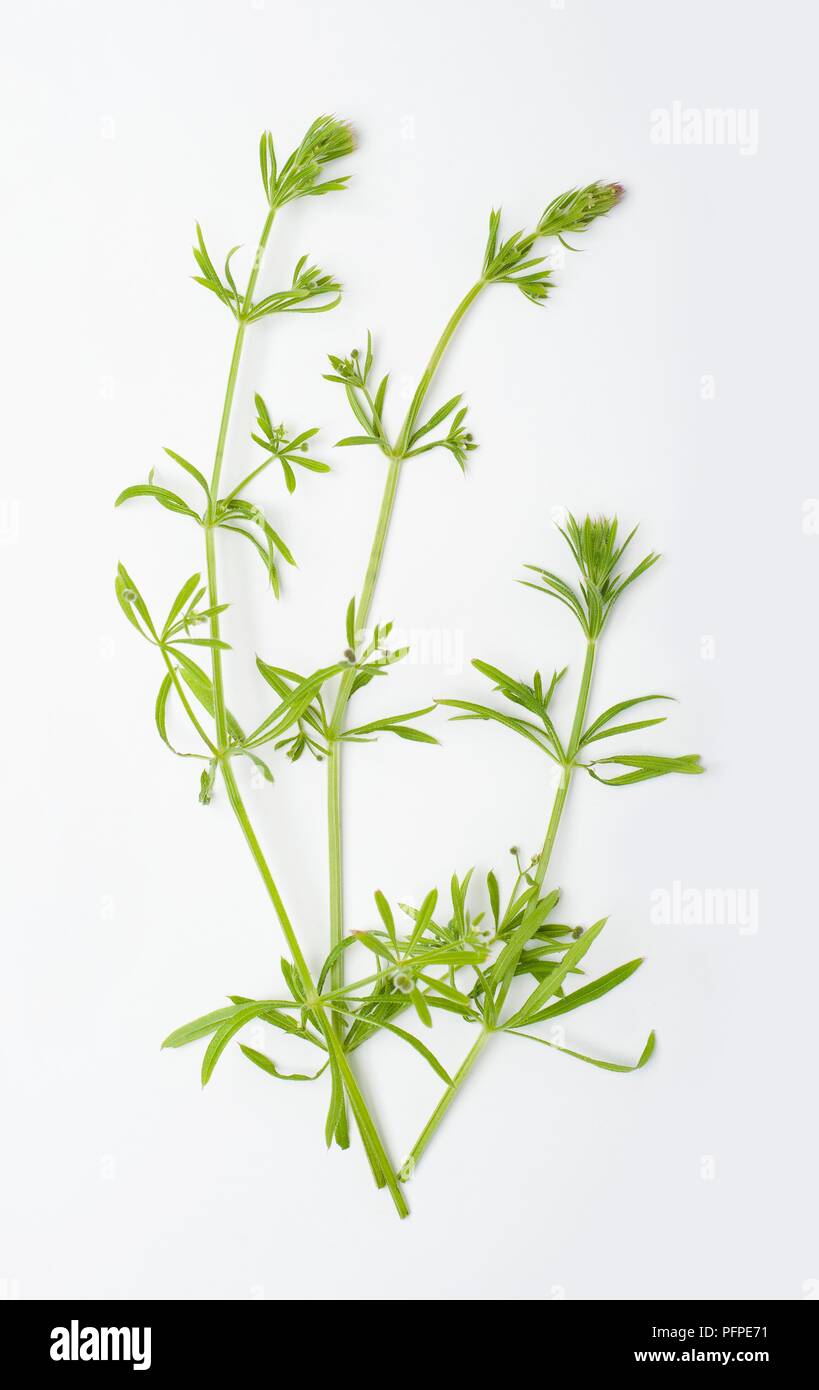 Galium aparine (Cleaver) small green leaves and buds on long stems Stock Photo