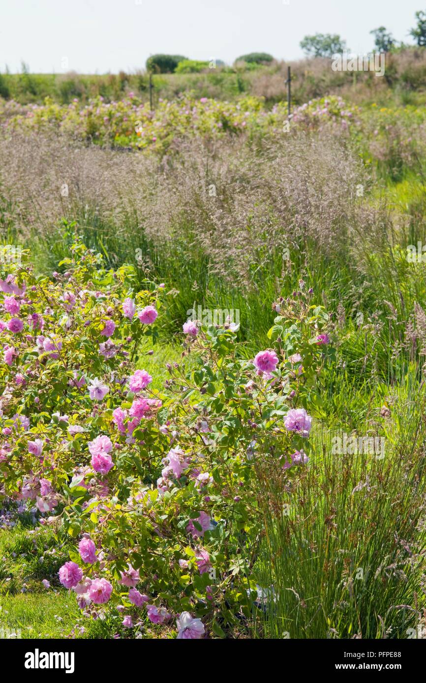 Flowers and grasses growing in large domestic garden in countryside Stock Photo