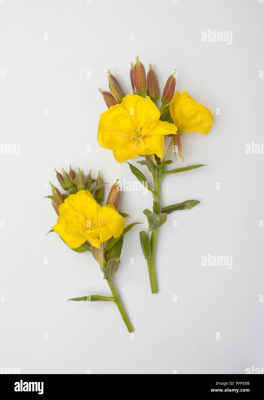 Yellow flowers of Oenothera glazioviana (Large-Flowered Evening Primrose) and buds on stems Stock Photo