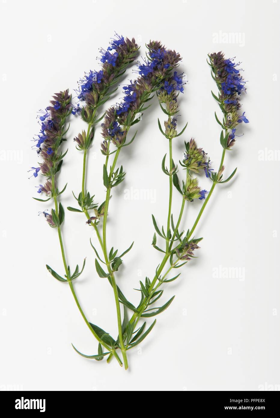Hyssopus officinalis (Herb hyssop) stems with leaves and blue flowers Stock Photo