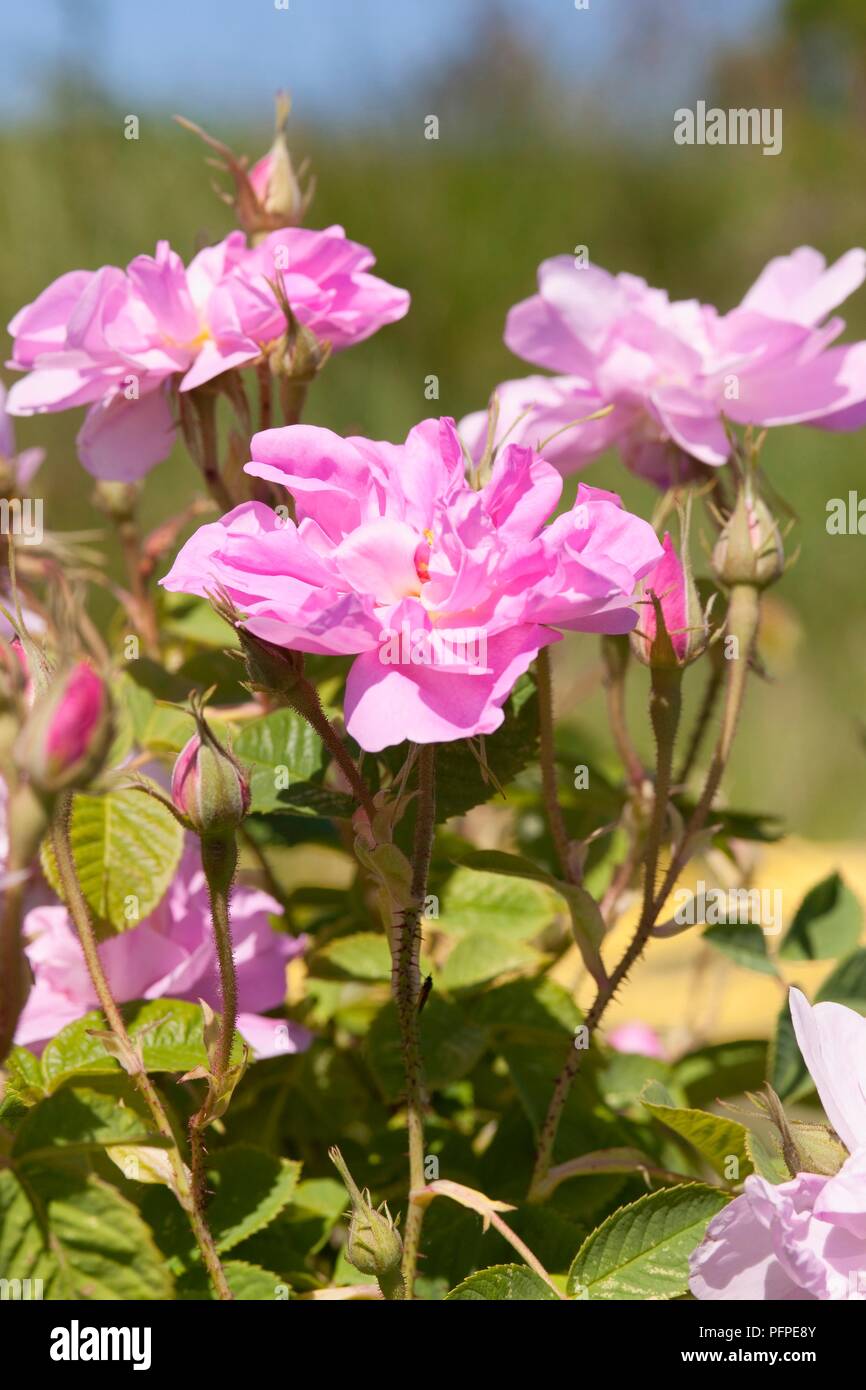 Pink flower buds close hi-res stock photography and images - Alamy