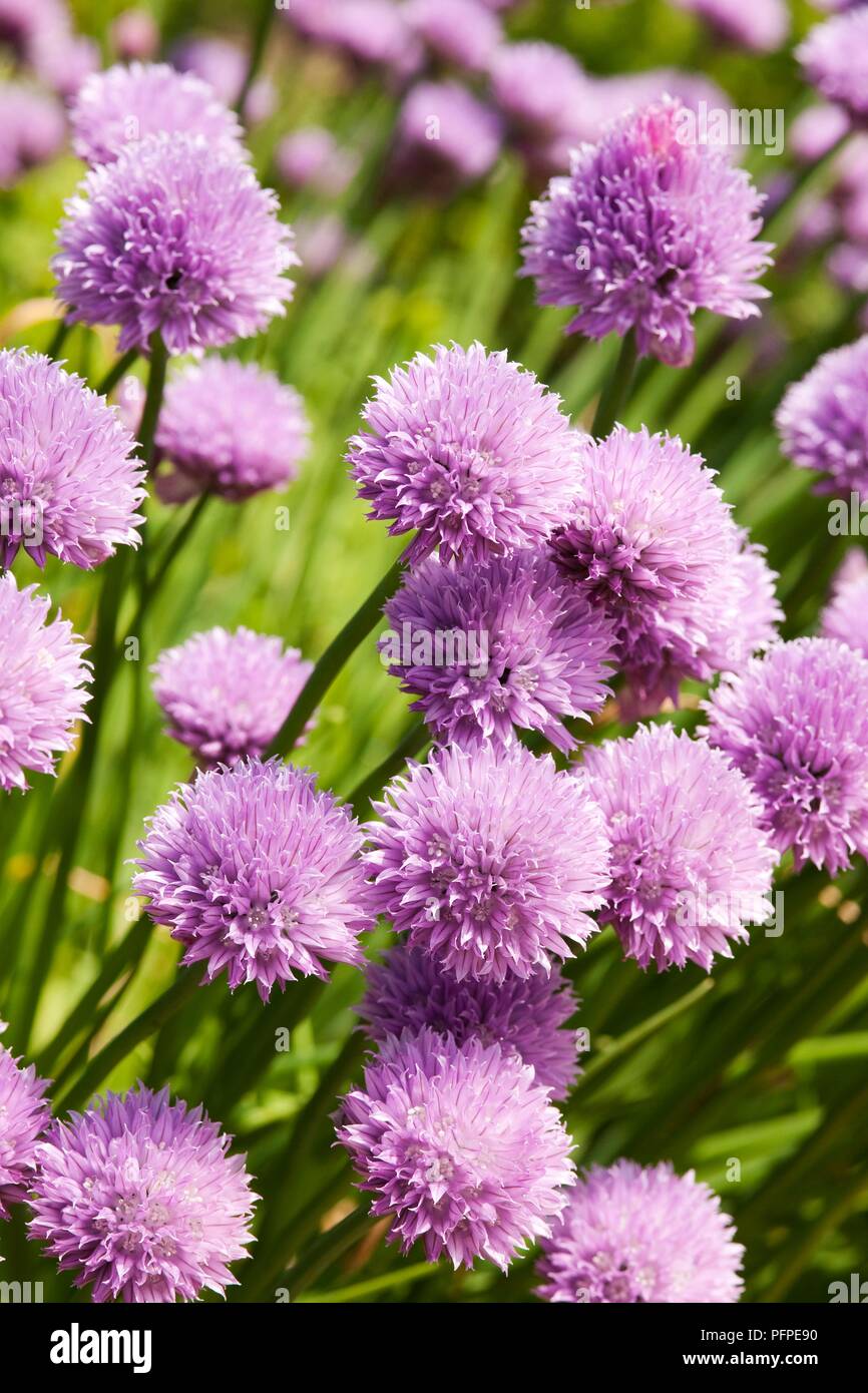 Allium schoenoprasum (Chives) purple flower heads, closeup Stock Photo