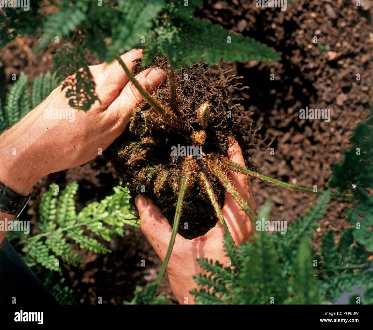 Transplanting Arachniodes standishii plant, close-up Stock Photo