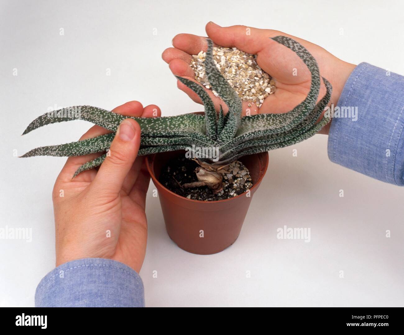 Adding top-dressing of gravel in plant pot containing a succulent plant  Stock Photo - Alamy