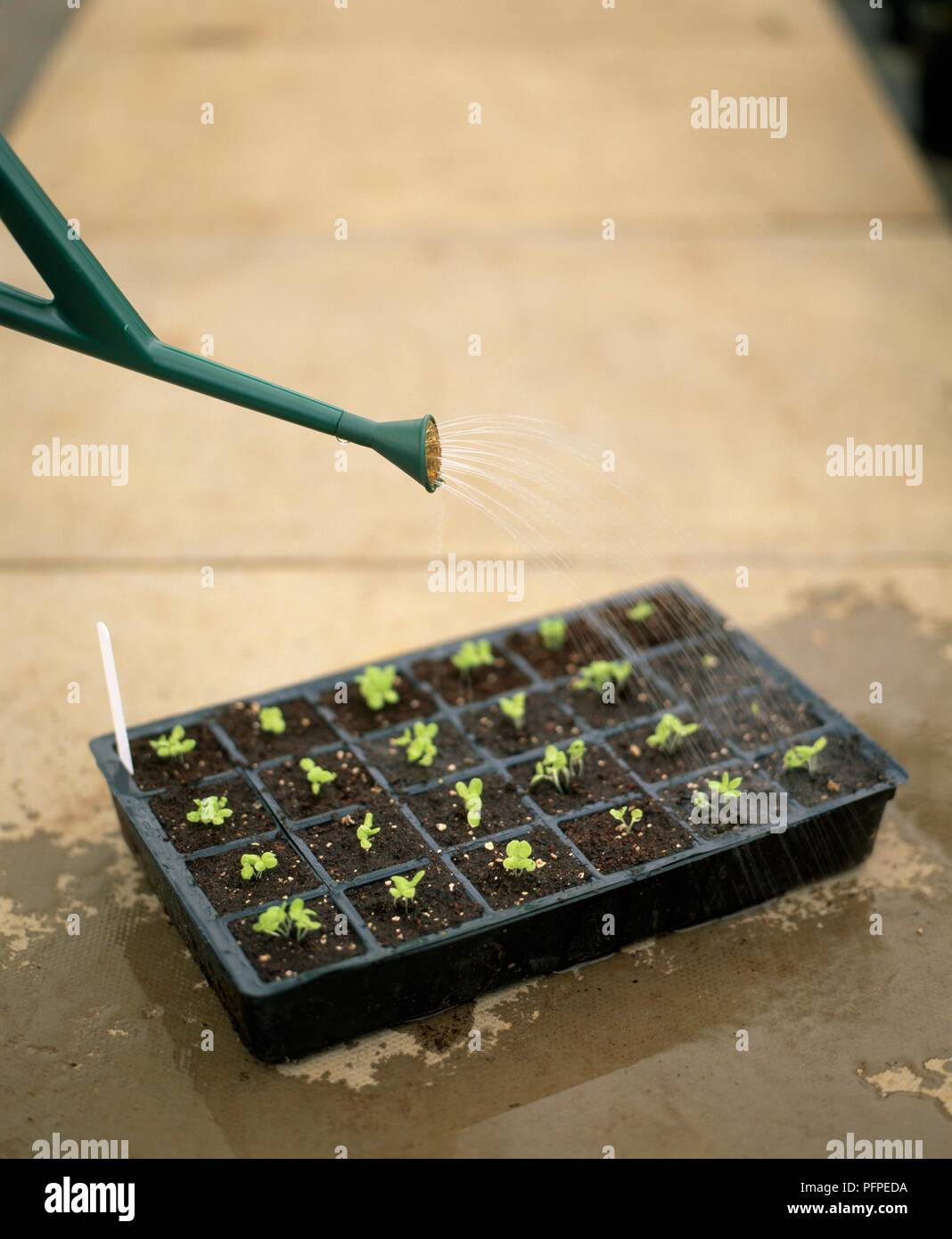Watering seedlings in tray Stock Photo Alamy