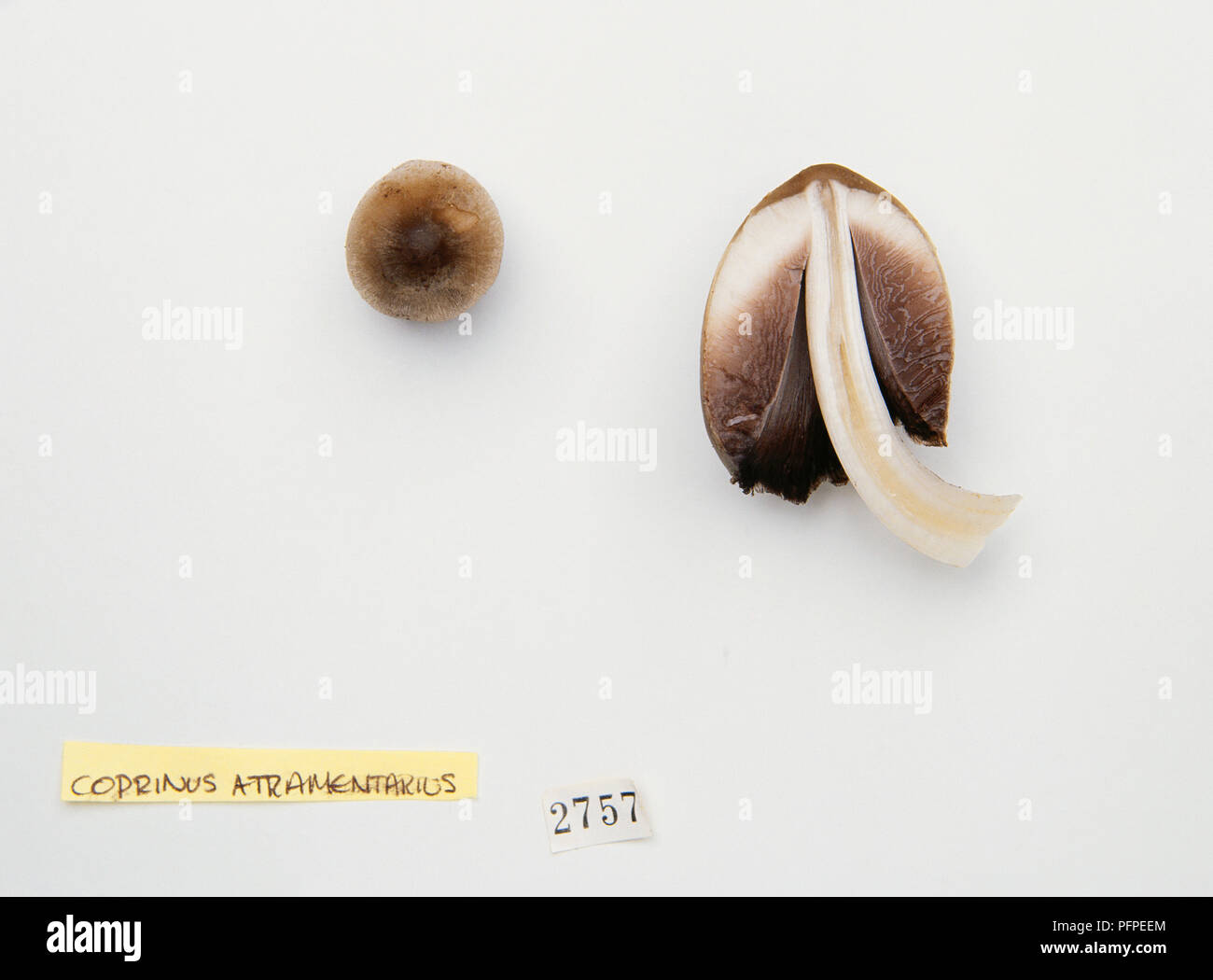 Cutting horses hires stock photography and images Alamy