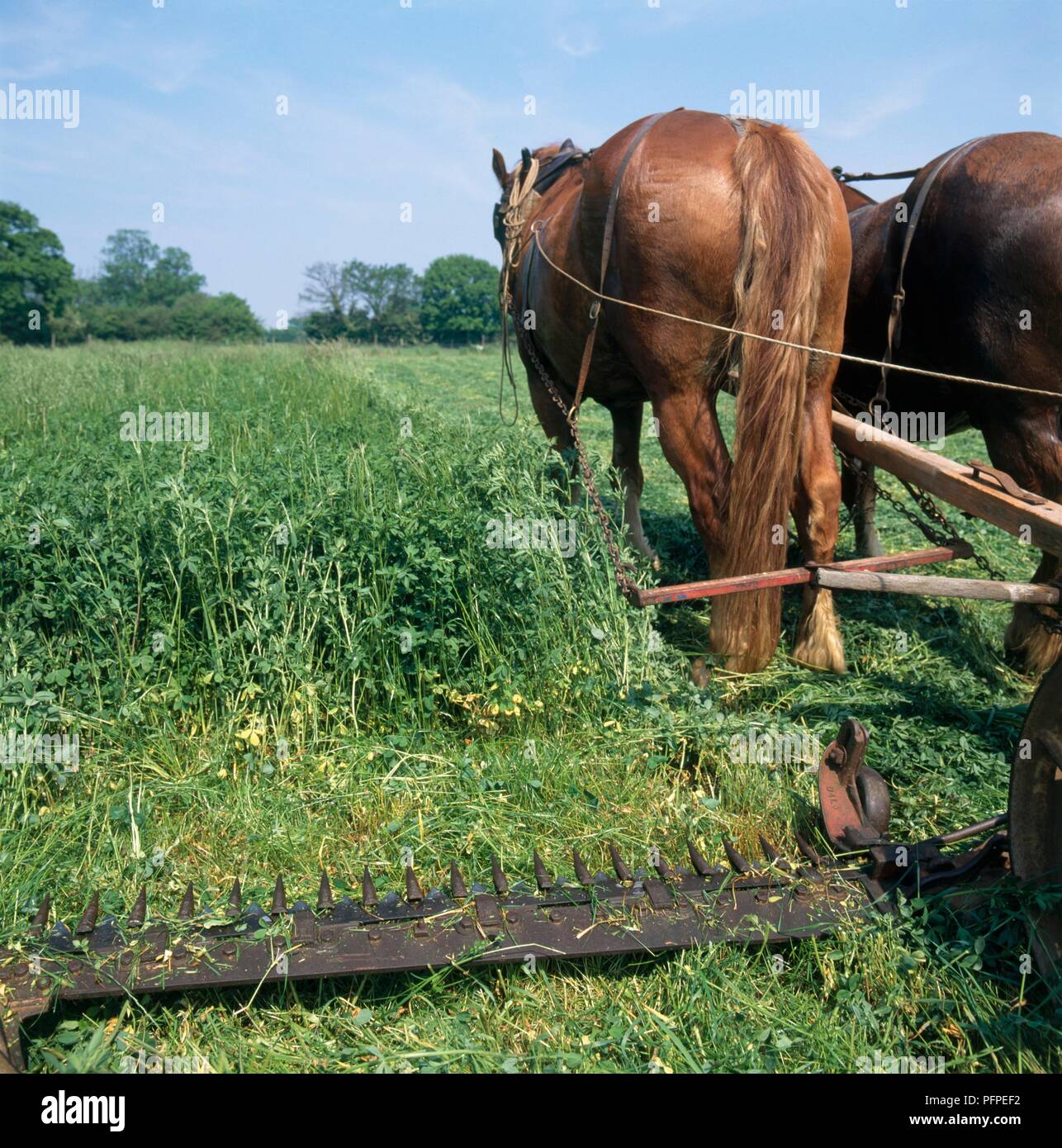 Cutting horses hires stock photography and images Alamy