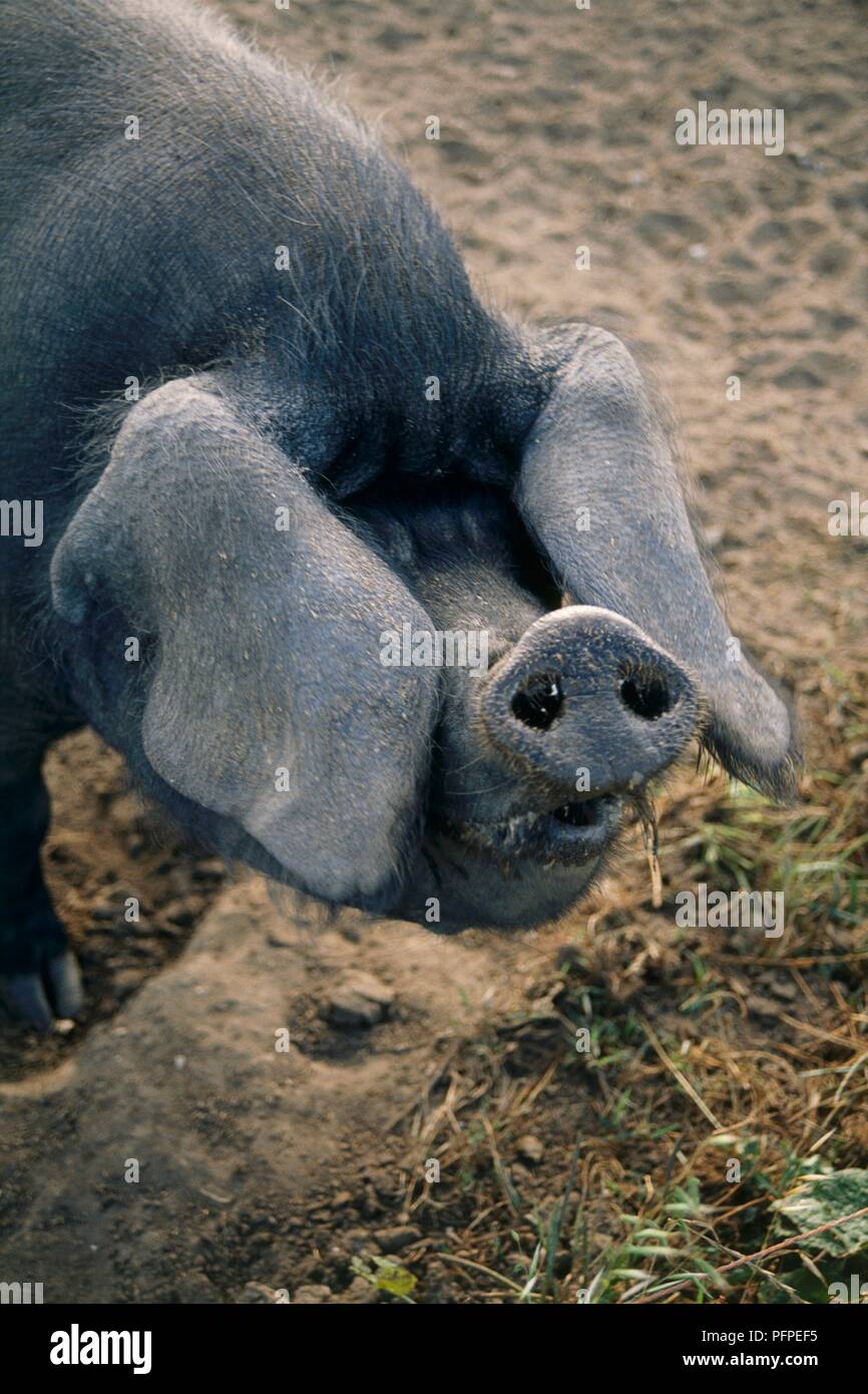 Large Black pig, close-up Stock Photo