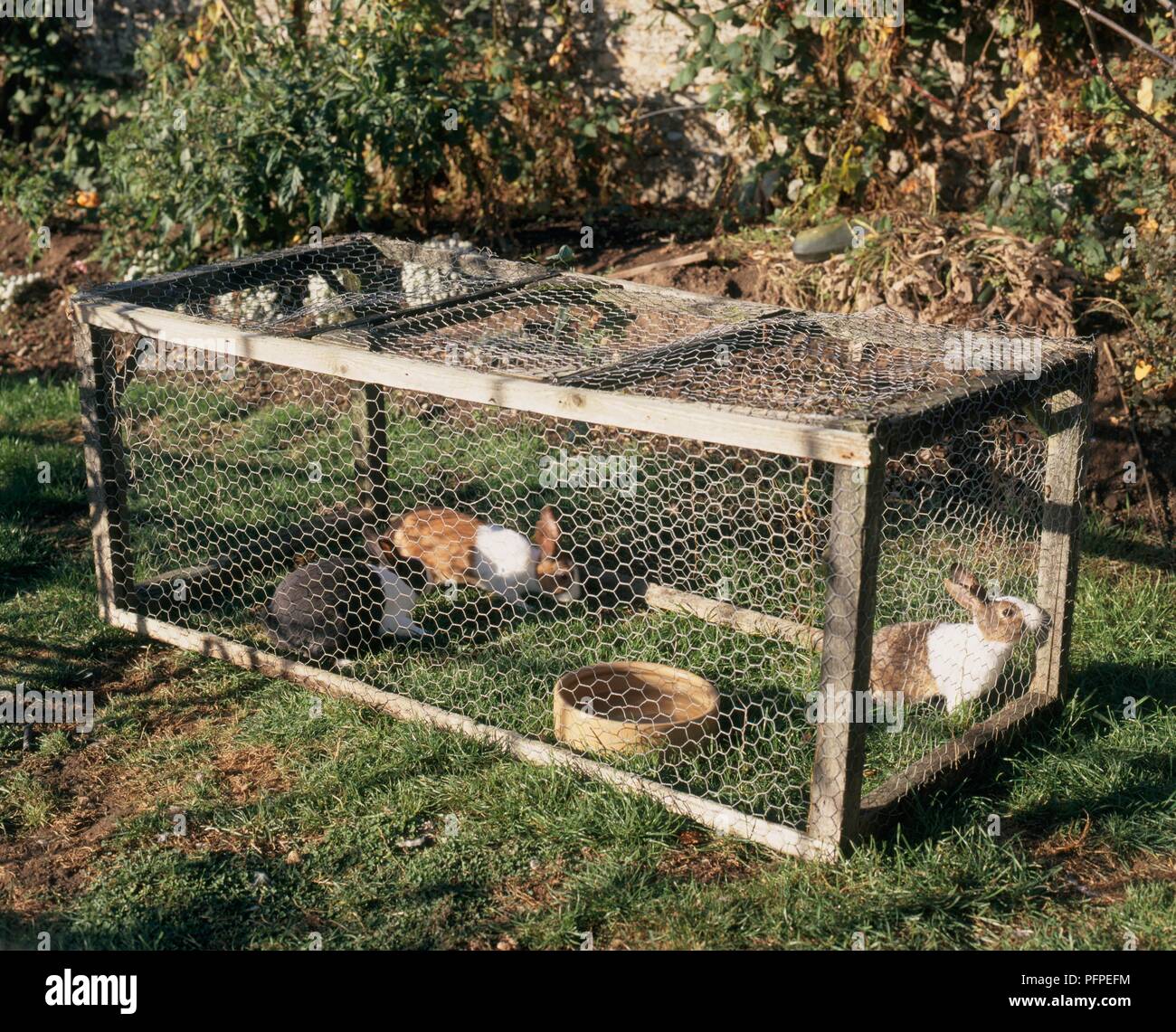 Rabbits in hutch Stock Photo Alamy