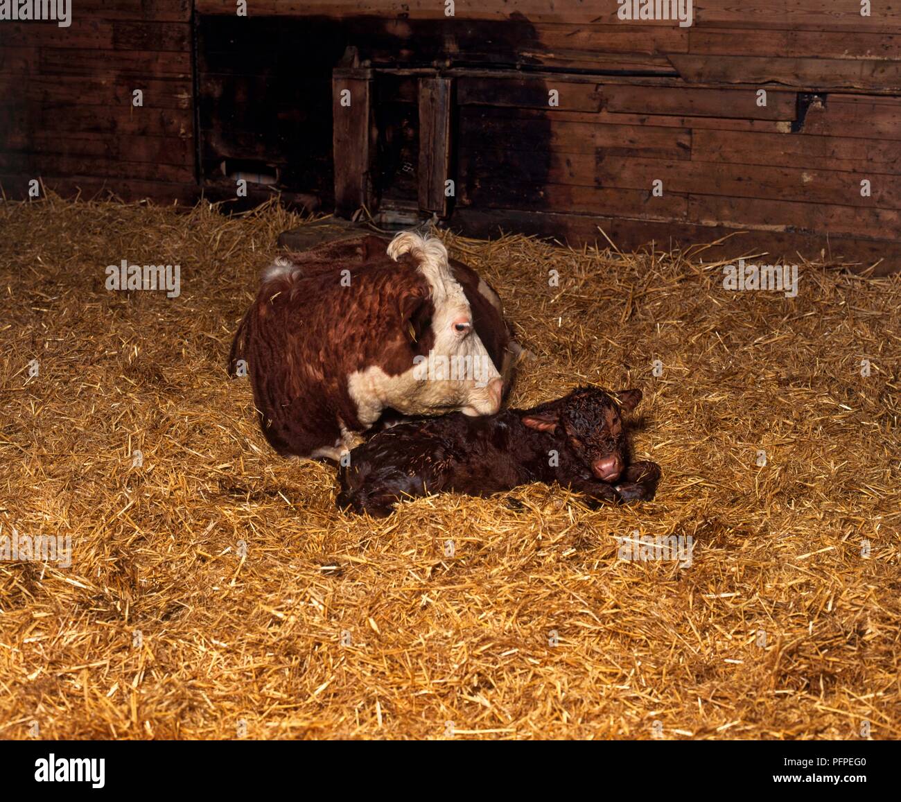 Cow with newborn calf in barn Stock Photo - Alamy