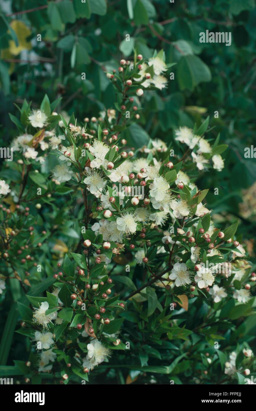 Bearing flowers hires stock photography and images Alamy