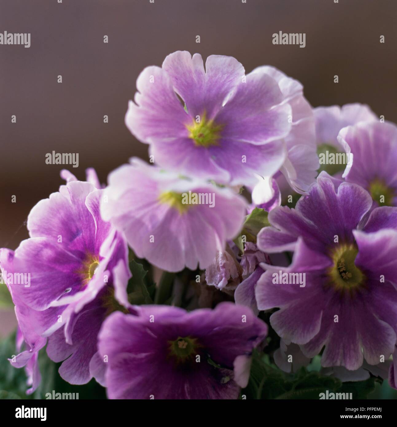 Saintpaulia (African violet), purple flowers, close-up Stock Photo