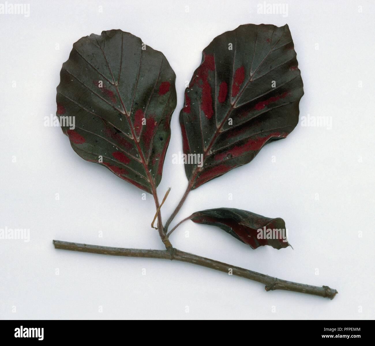 Fagus sylvatica (Common beech) leaves infected with gall mite (Eriophyes nervisequus fagineus) Stock Photo