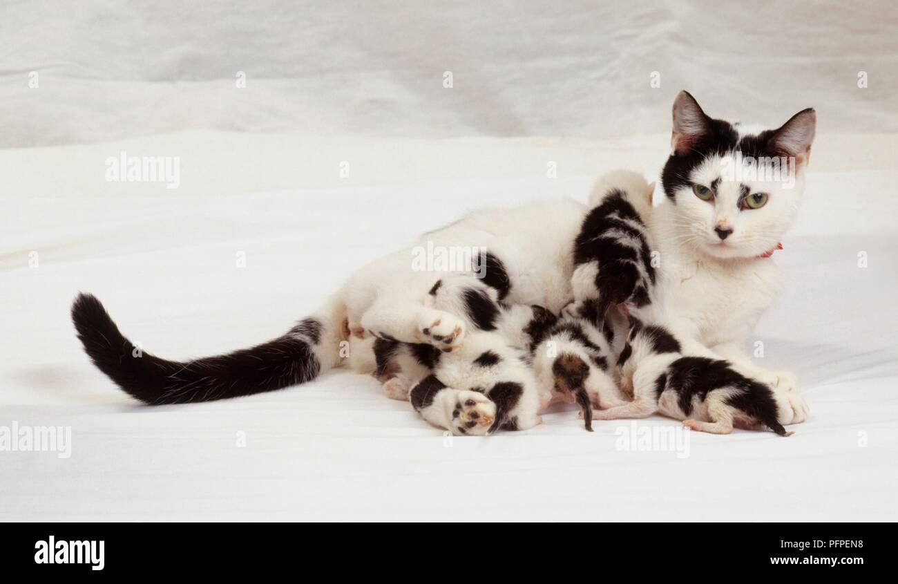 Litter of black clearance kittens