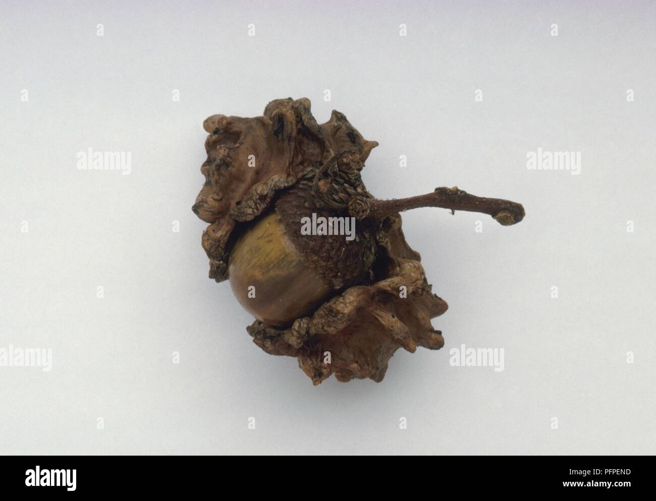 Acorn from Quercus robur (English oak) infected with knopper gall Stock Photo