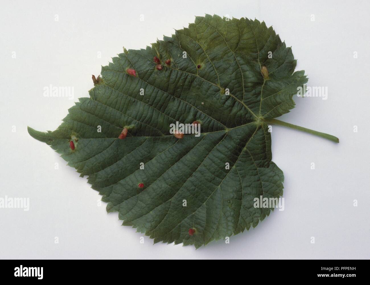 Tilia x europaea (Lime tree) leaf infected with Eriophyes tiliae (Lime nail gall) Stock Photo