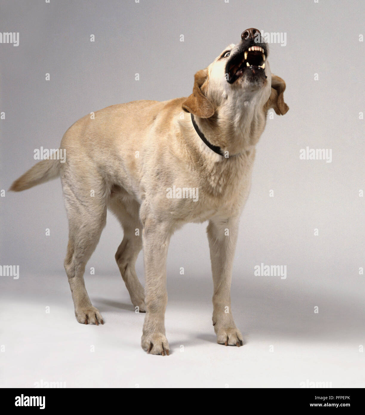 Yellow Labrador Retriever barking Stock Photo Alamy