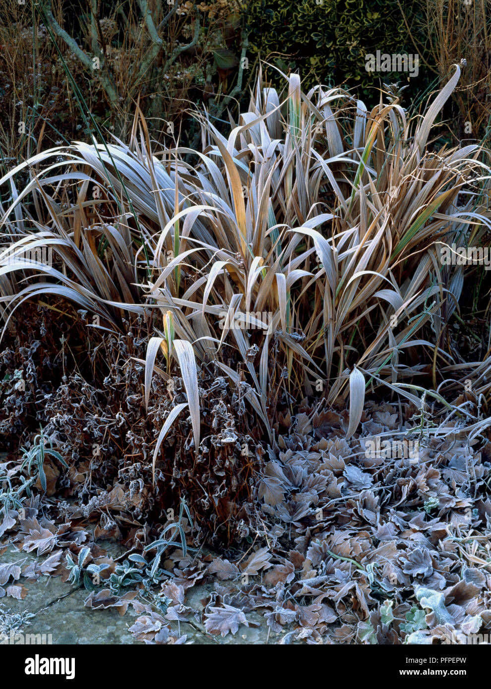Plant covered in frost hi-res stock photography and images - Alamy