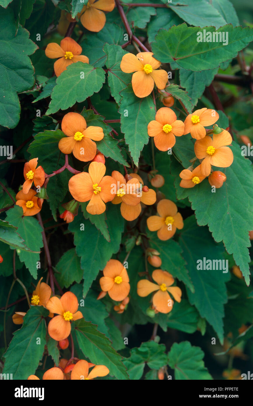 Begonia sutherlandii (Tuberous Begonia) with small orange flowers