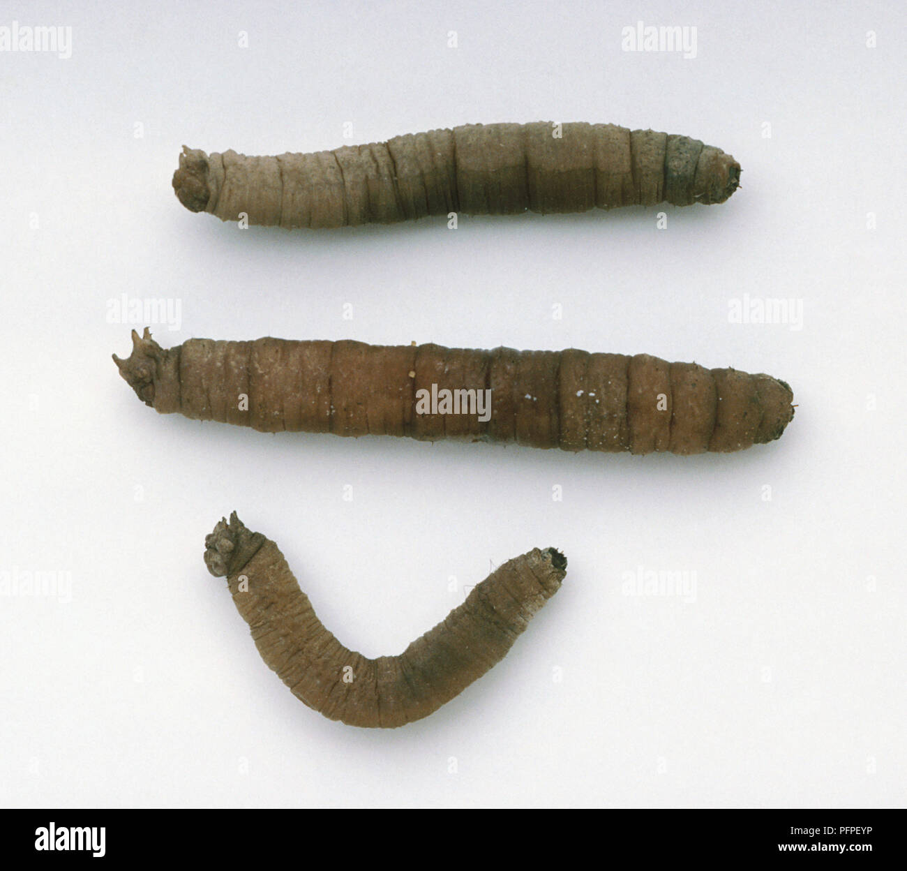 Three larvae of the Crane fly (Tipula sp Stock Photo Alamy