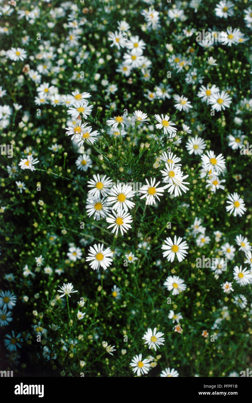 Aster pilosus var. pringlei 'Monte Cassino' (Michaelmas Daisy) white flowers, buds and green leavesclose-up Stock Photo