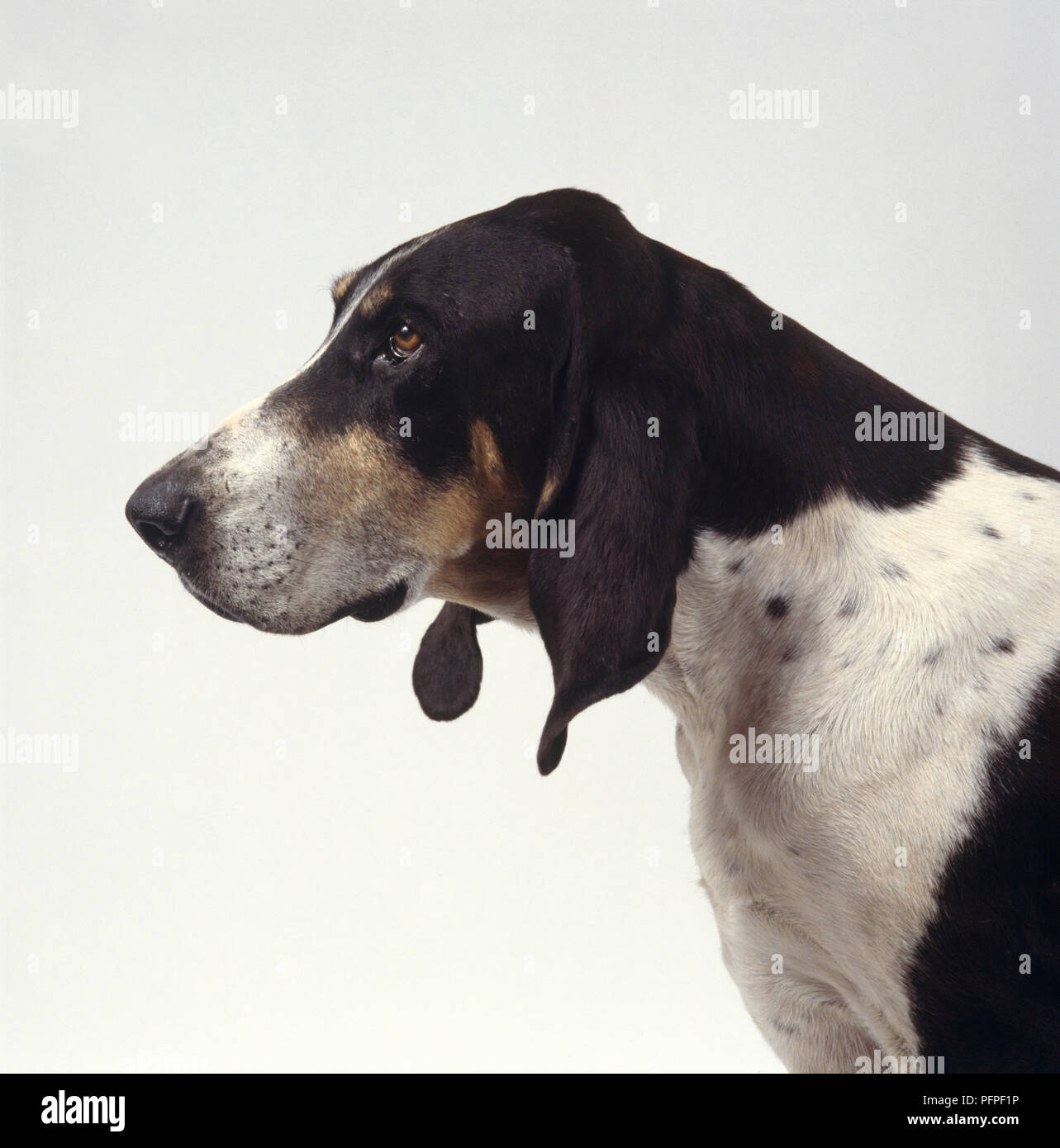 Profile Headshot Of A Chien Francais Blanc Et Noir Dog Stock
