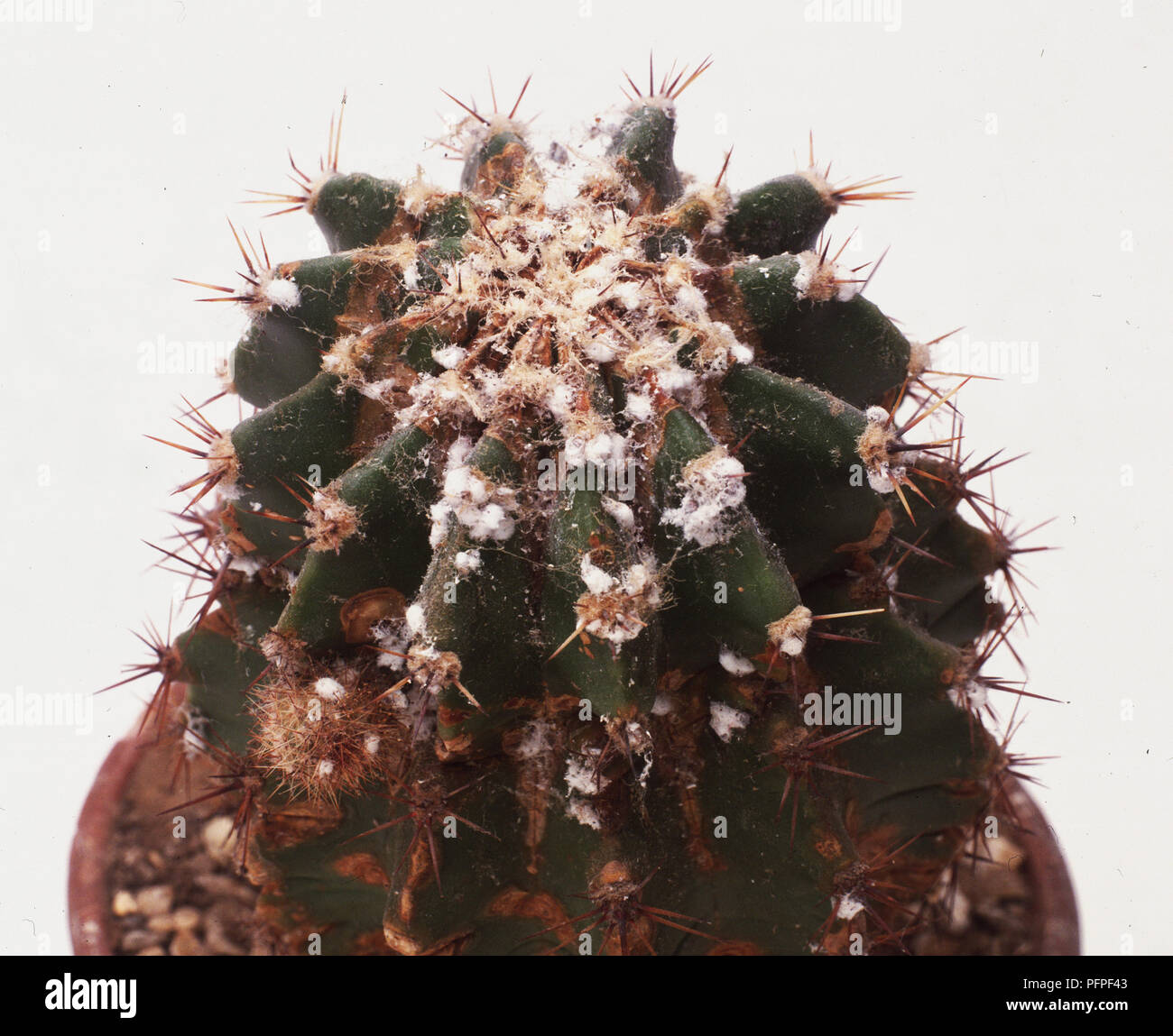 Cactus infested with mealy bugs Stock Photo