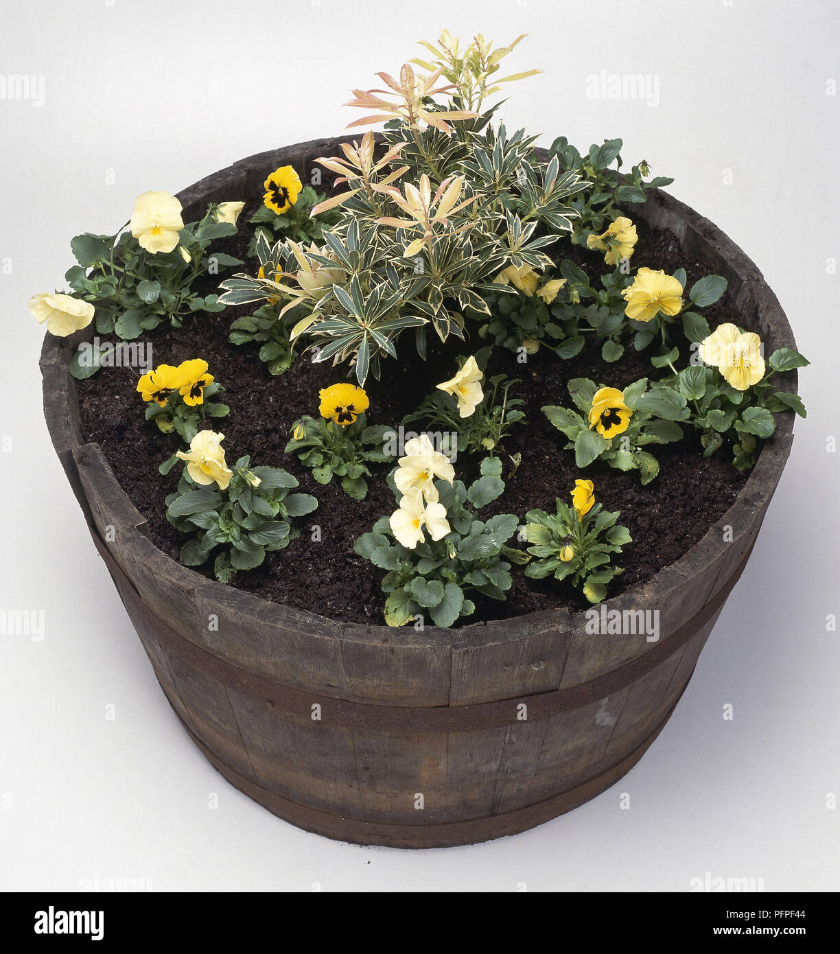 Plants in a barrel including yellow pansies Stock Photo