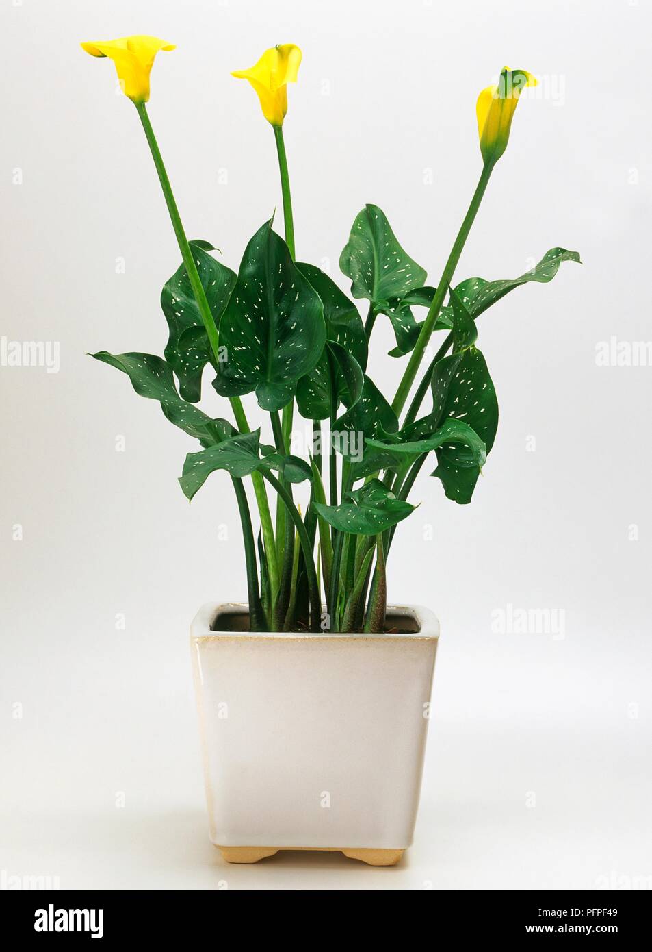 Zantedeschia elliottiana (Golden arum), houseplant with three yellow flowers  in ceramic plant pot Stock Photo - Alamy