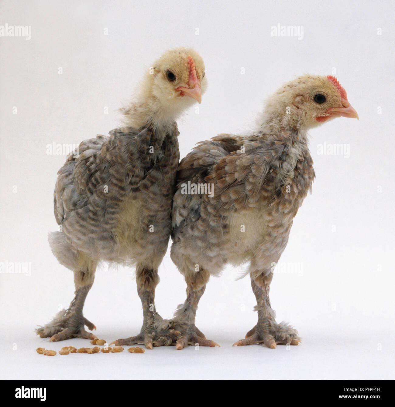 Two 2 week old baby chickens Stock Photo Alamy