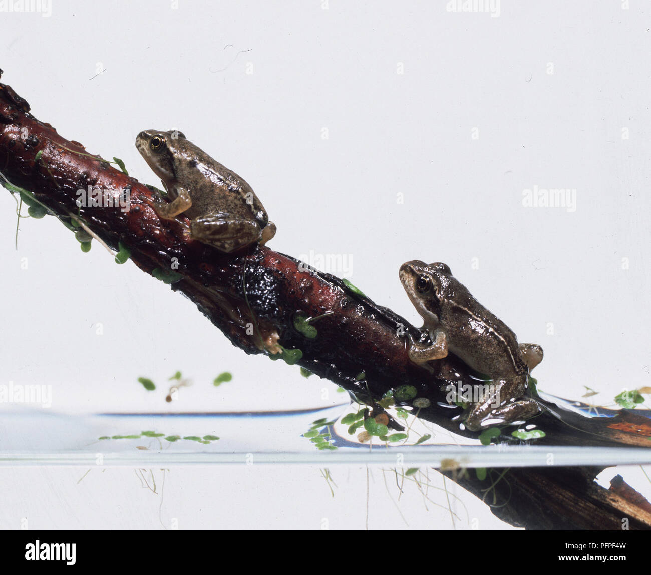 Two Common Frogs (Rana temporaria) sitting on wet branch, just above water Stock Photo