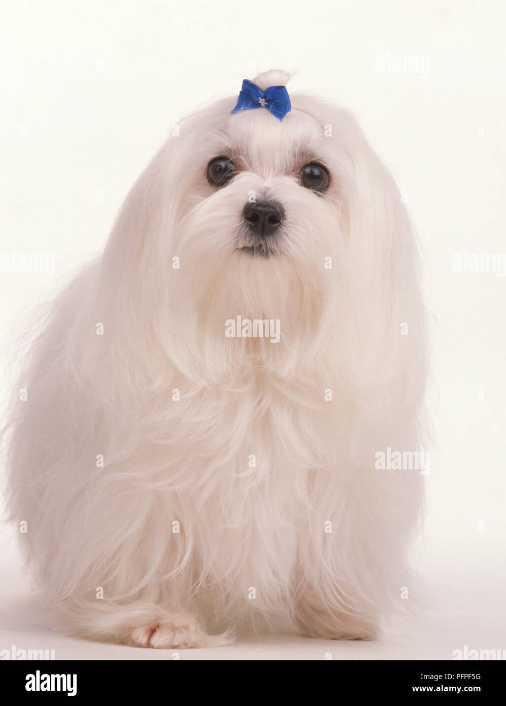 maltese with bow