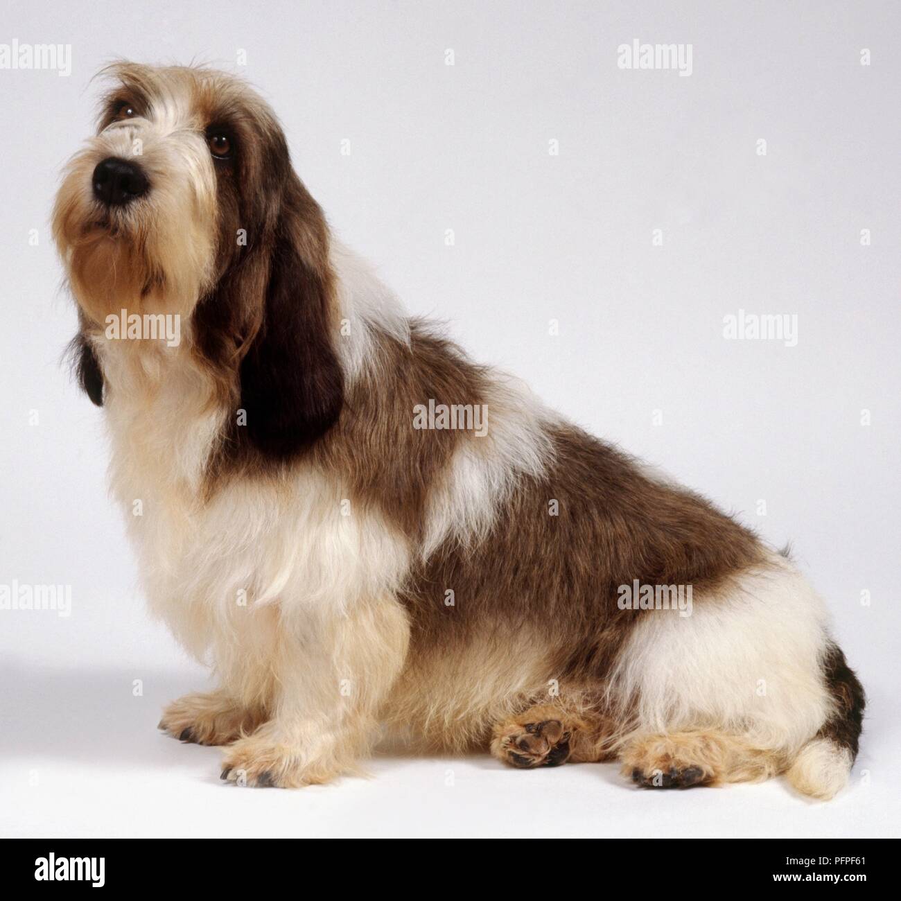 Grand Basset Griffon Vendeen: Petit Basset Griffon Vendeen dog, seated Stock Photo