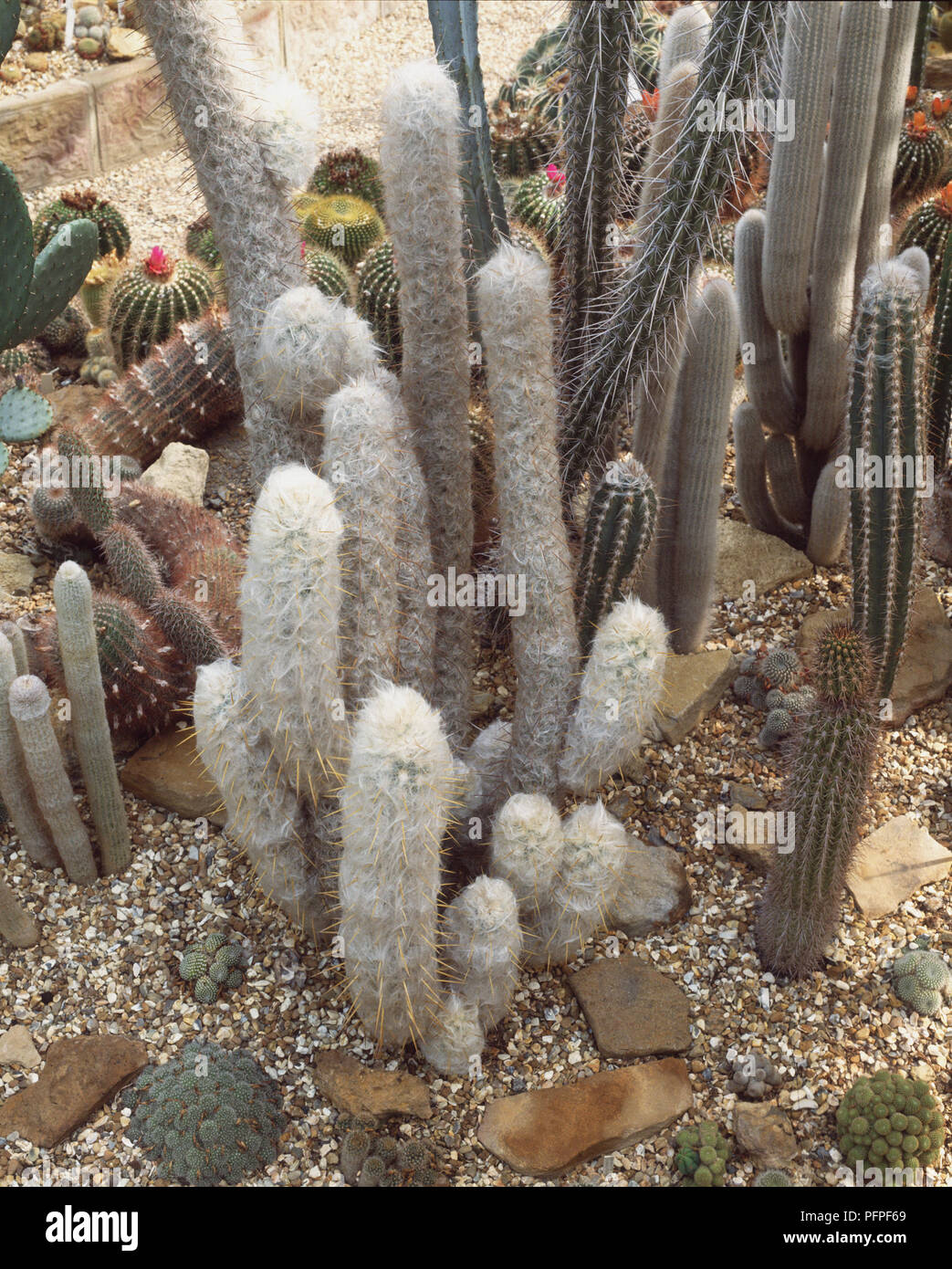 Oreocereus celsianus (Old Man of the Mountain), wool-covered Andean cactus Stock Photo