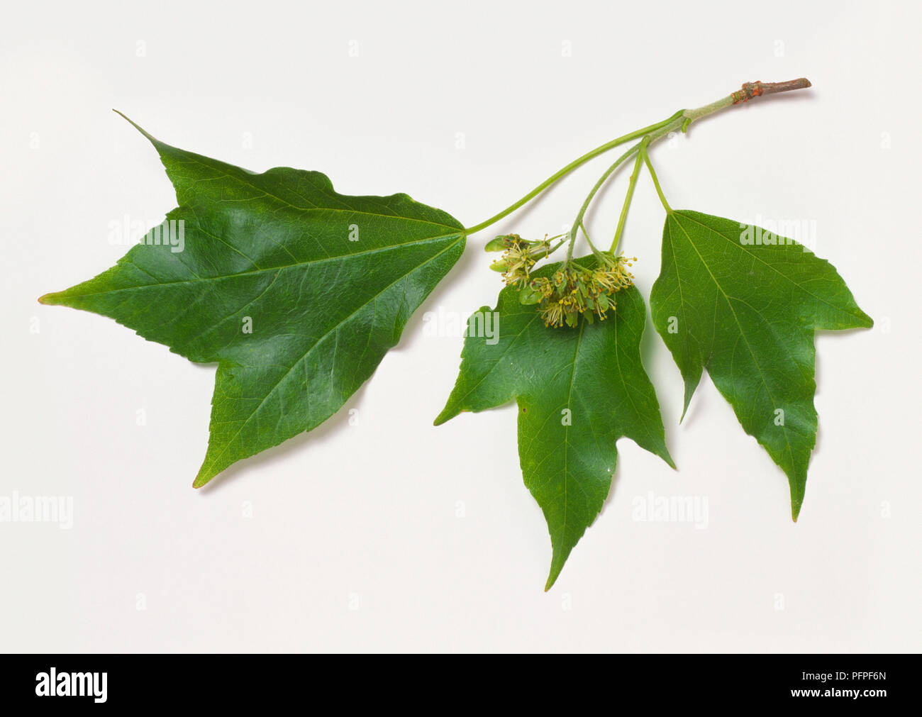 Acer buergerianum (Trident maple), branch tip with three lobed and toothed green leaves and cluster of green flowers Stock Photo