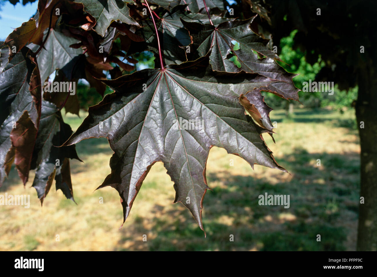 Acer Platanoides Crimson King Norway Maple Greenish Purple Leaves Close Up Stock Photo Alamy
