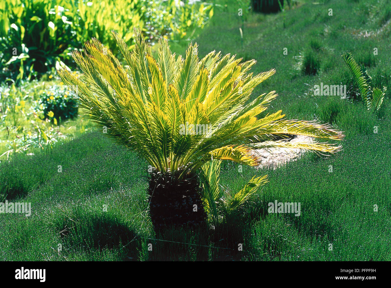 Cycas revoluta (King Sago Palm), robuststemmed cycad with yellow palm