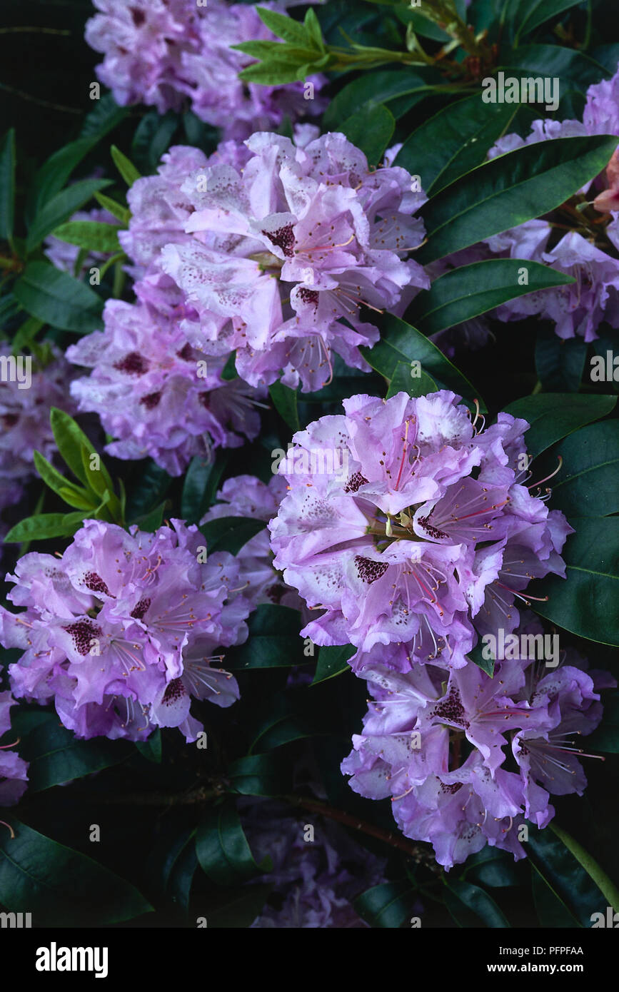Rhododendron 'Blue Peter' with large pink flowers and green leaves, close-up Stock Photo