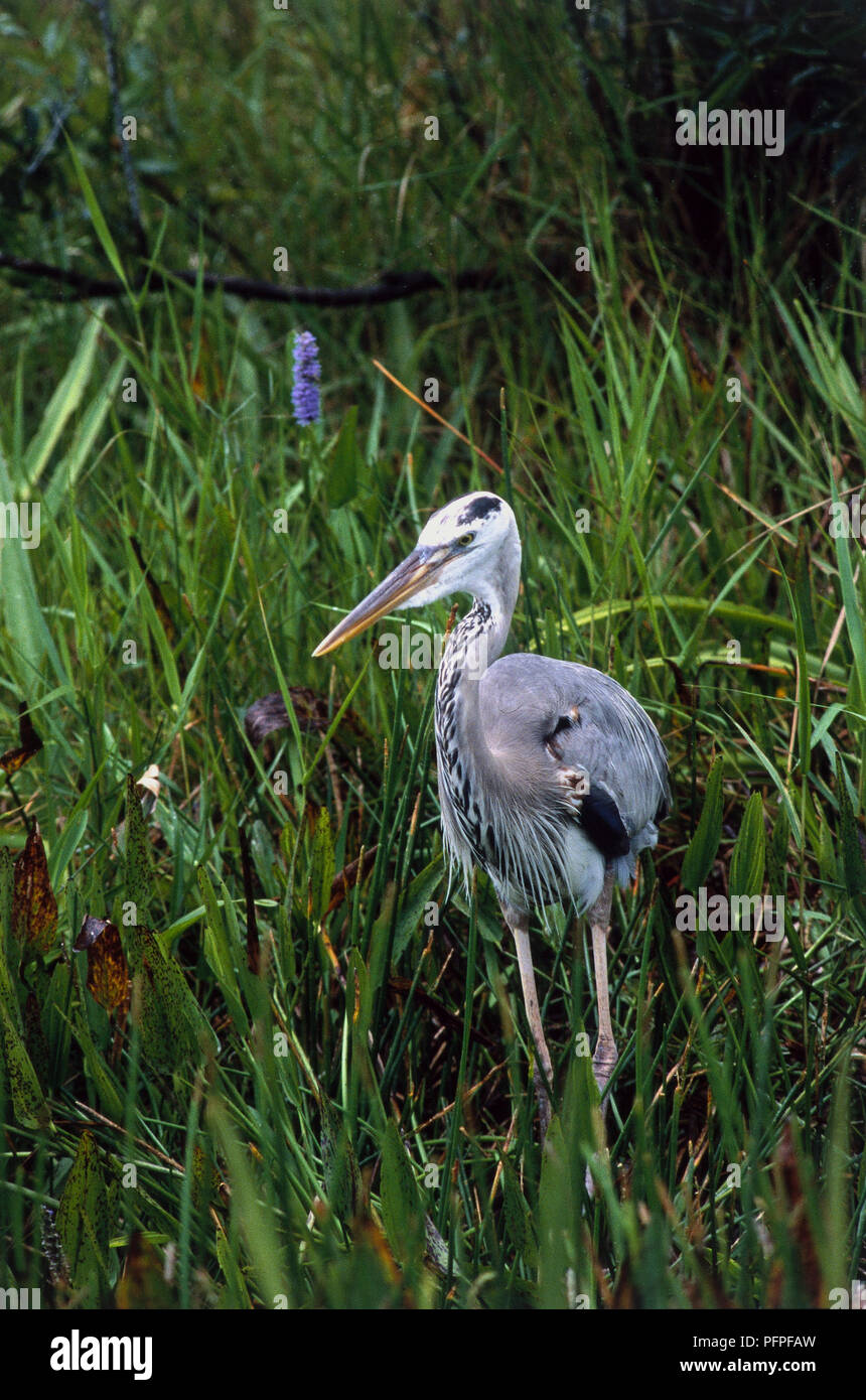 USA, Florida, Miami, Everglades National Park, Great Blue Heron (Ardea herodias) Stock Photo